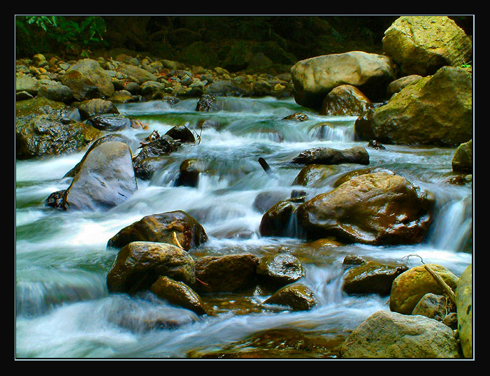 photo "Wild Nature" tags: landscape, forest