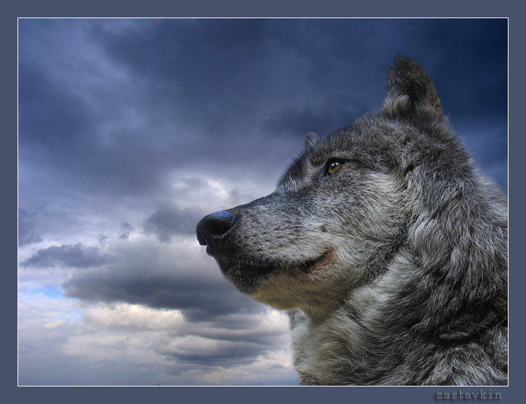 photo "freedom" tags: nature, wild animals