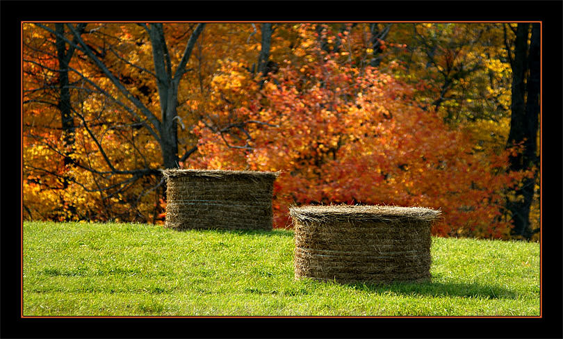 фото "Цвет осени" метки: пейзаж, лес, осень