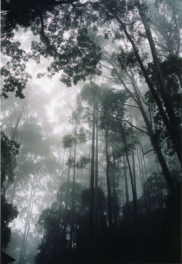 photo "Jungle in clouds" tags: landscape, travel, Africa, forest