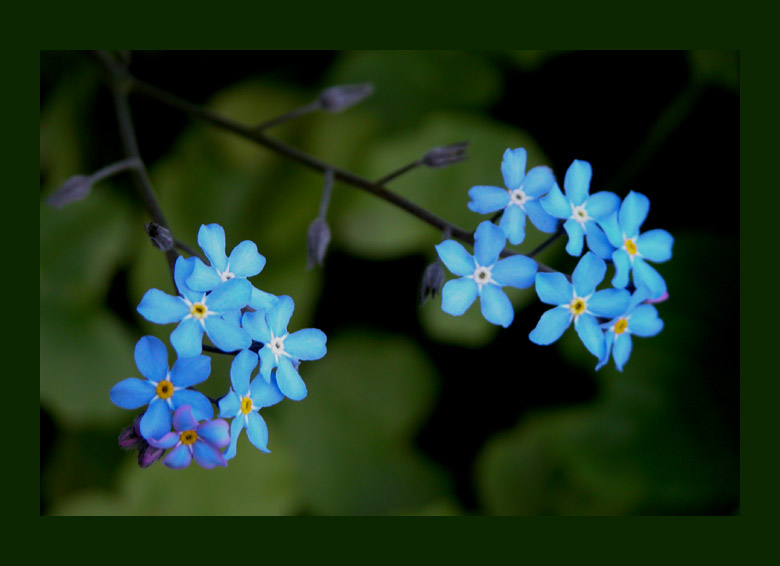 photo "only for your eyes..." tags: nature, flowers