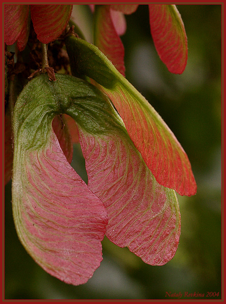 photo "A Maple" tags: nature, macro and close-up, flowers