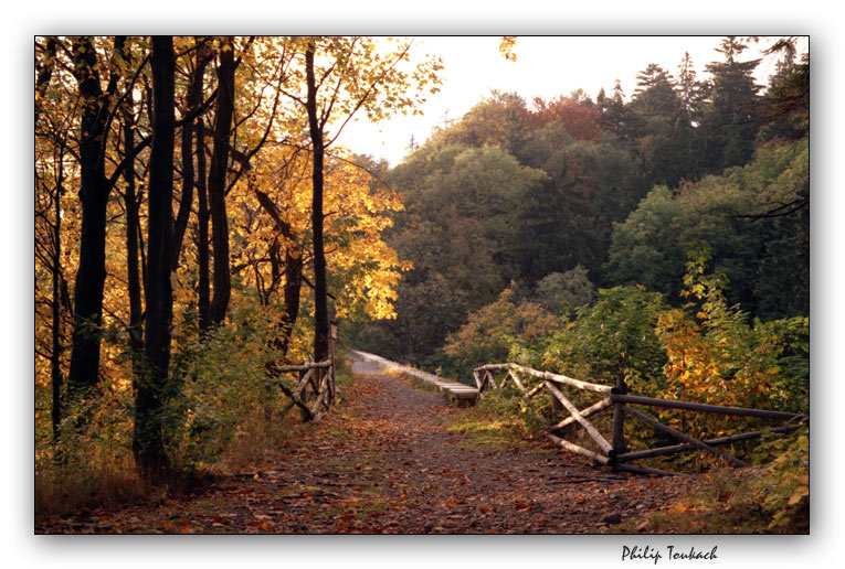 photo "***" tags: landscape, autumn, forest