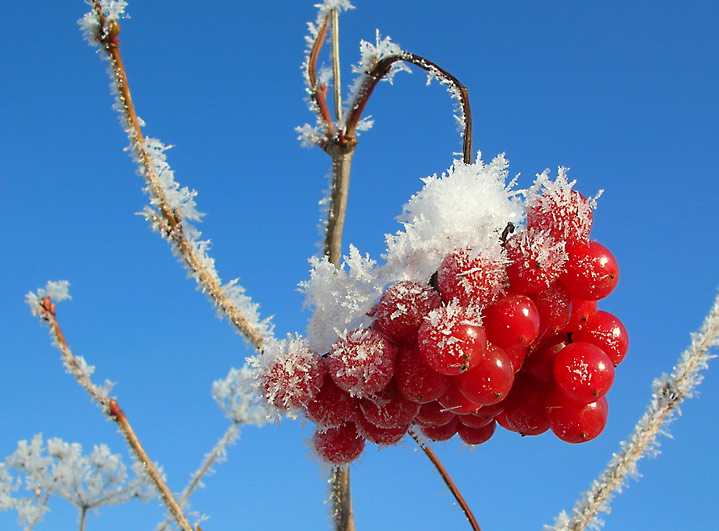 photo "freshhhhh..." tags: macro and close-up, 