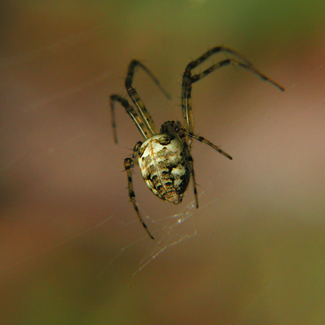 photo "Spider" tags: nature, insect