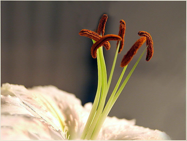 photo "The ballerina..." tags: nature, macro and close-up, flowers