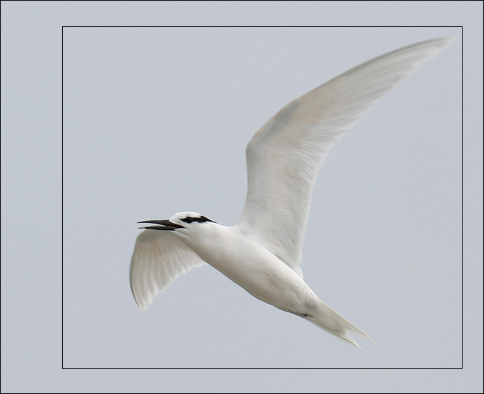 photo "The seagull 2" tags: nature, 