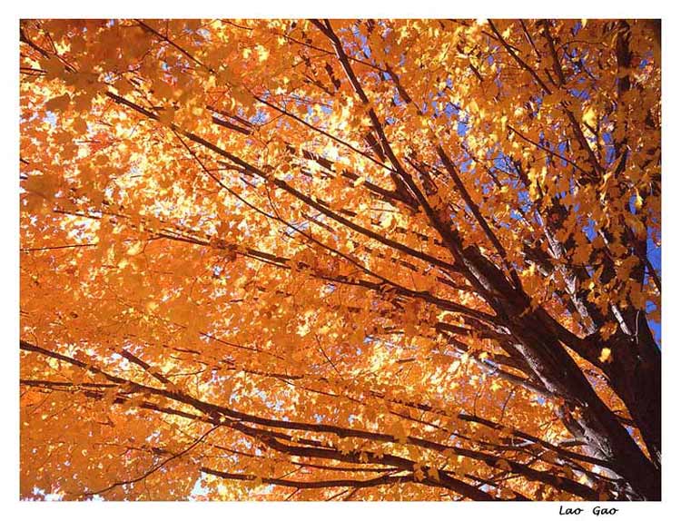 фото "golden tree" метки: пейзаж, природа, осень, цветы