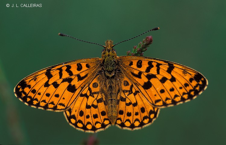 фото "Euphidrias aurinia" метки: природа, насекомое