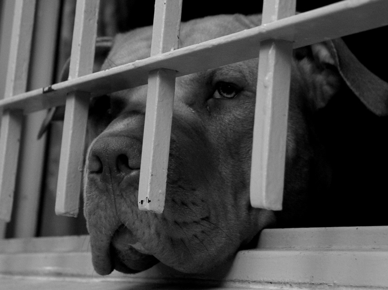 photo "Jailed dog" tags: black&white, nature, pets/farm animals