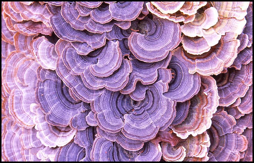 photo "Violet Toothed Polypore" tags: macro and close-up, nature, flowers