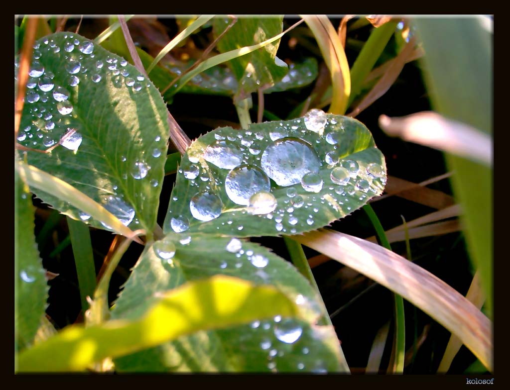 photo "Autumn dew" tags: macro and close-up, nature, flowers