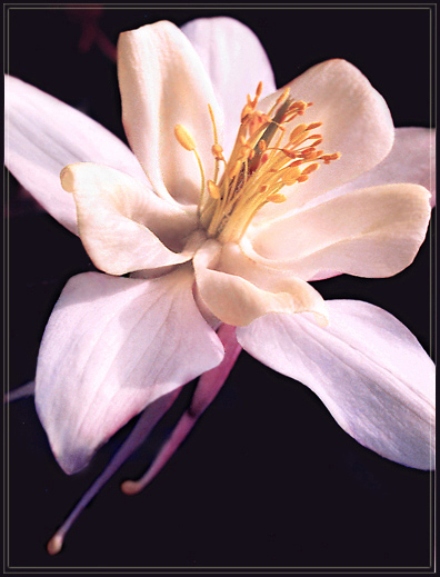 фото "Нежный нарцисс" метки: природа, цветы