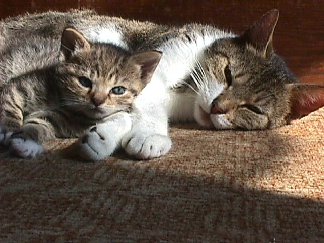 photo "Mum and daughter" tags: nature, pets/farm animals