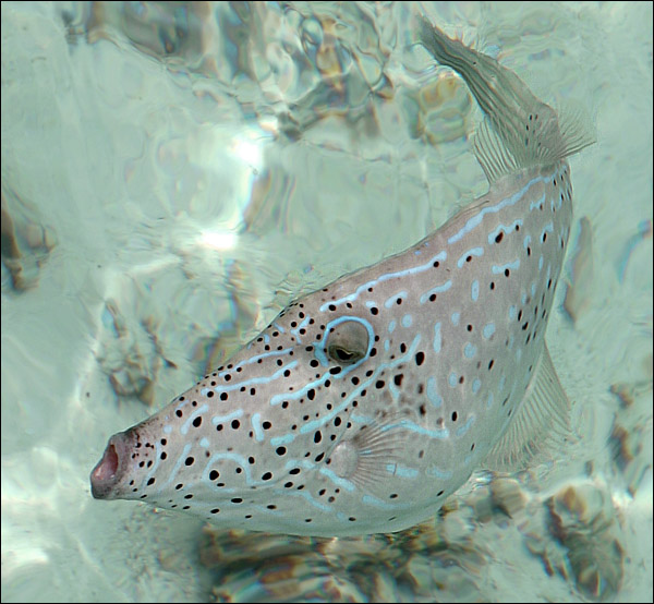 фото "Рыбка с экватора 1" метки: природа, 