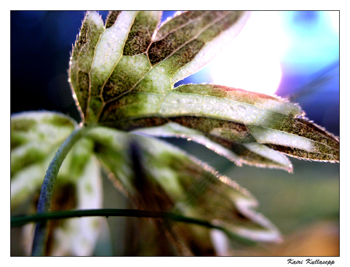 photo "In the Headlights" tags: nature, macro and close-up, flowers