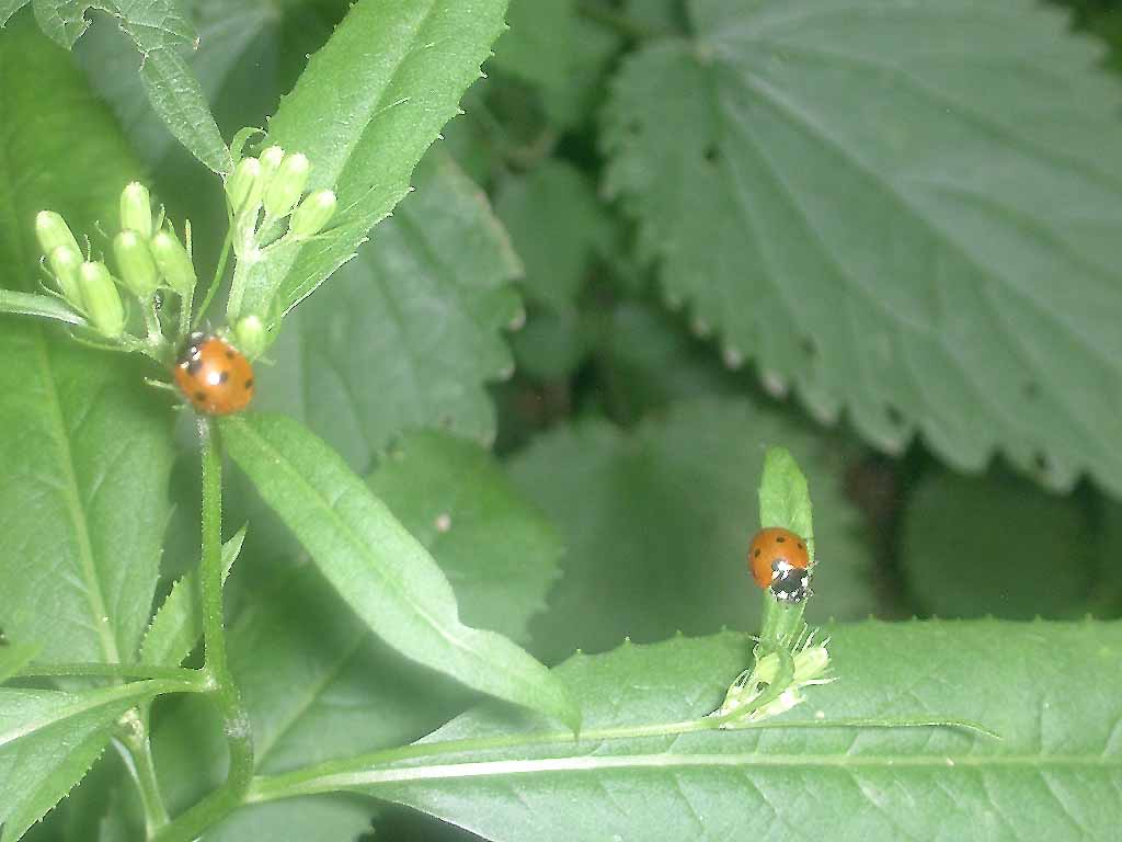 photo "*-*" tags: nature, flowers, insect