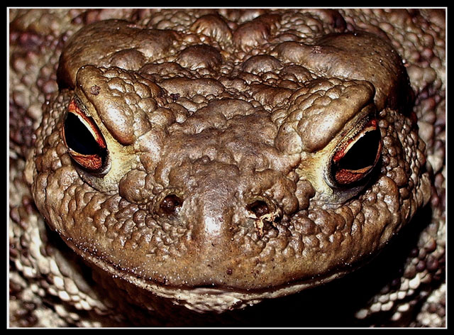 photo "Portrait of the Chief" tags: macro and close-up, portrait, 