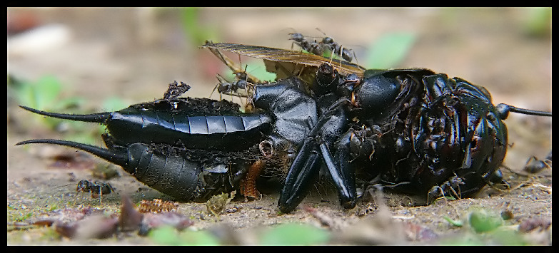 фото "Death" метки: природа, макро и крупный план, дикие животные