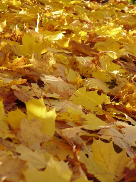 photo "Fall 1" tags: landscape, nature, autumn, flowers