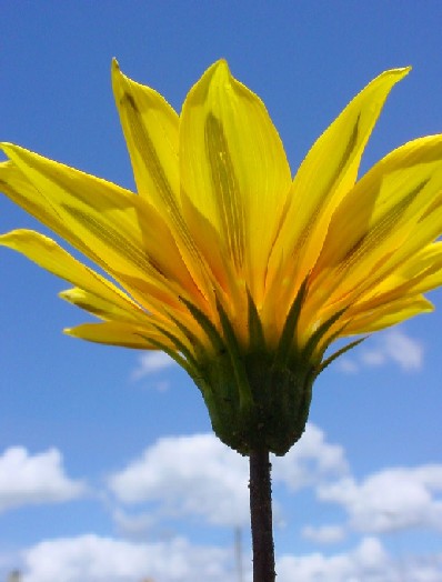 photo "In the sky" tags: macro and close-up, nature, flowers