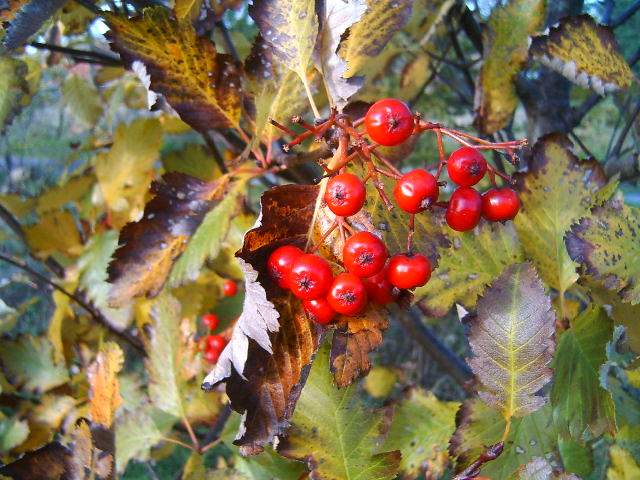 photo "Berry in autum." tags: nature, flowers