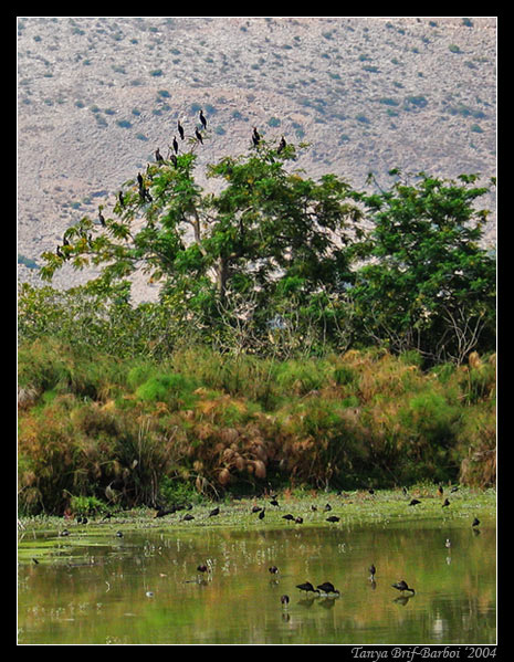 photo "Nature reserve Hula" tags: nature, landscape, water