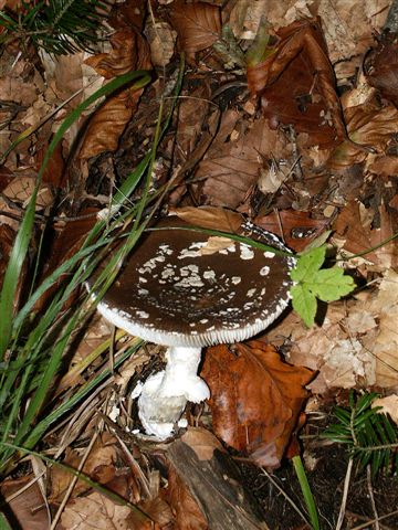 фото "mushroom" метки: природа, цветы