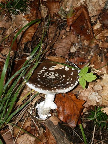 photo "mushroom" tags: nature, flowers