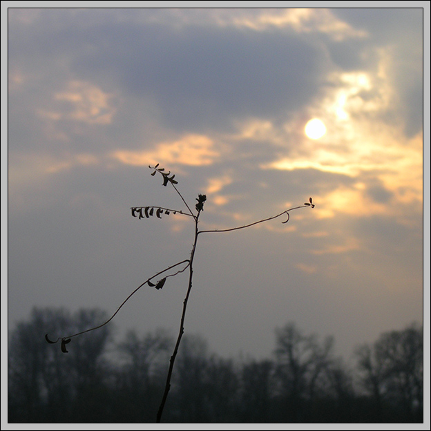 photo "dance for sun" tags: nature, flowers