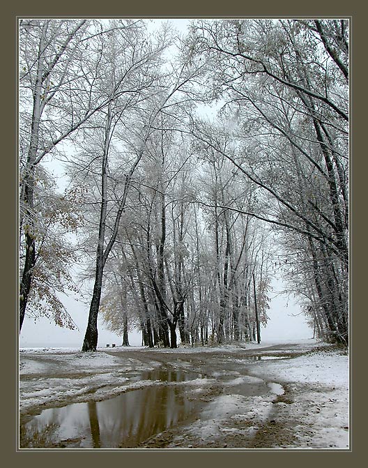 фото "Первый снег. Деревья" метки: пейзаж, зима, лес