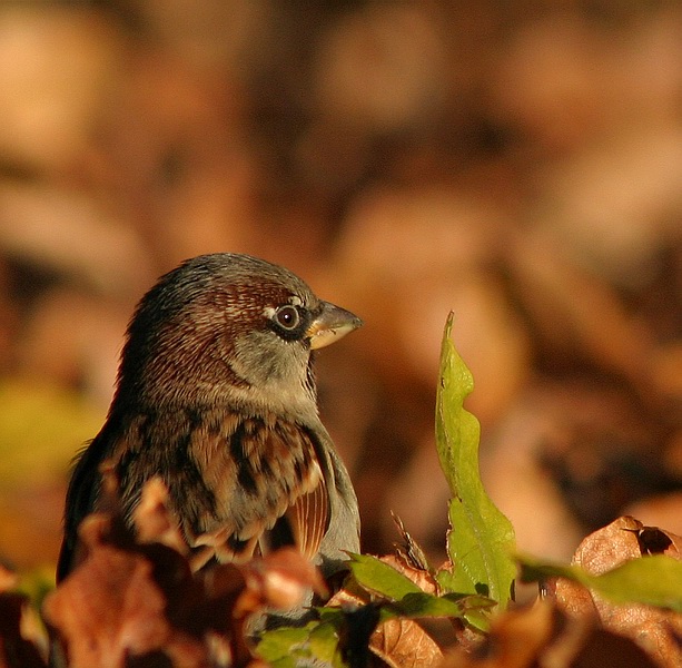 фото "Sparrow" метки: природа, дикие животные