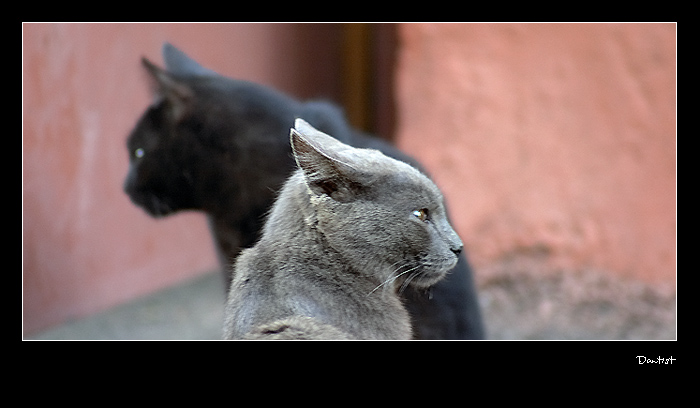 photo "Danger" tags: nature, pets/farm animals