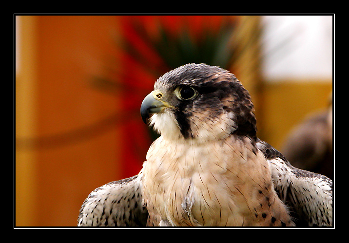 фото "she has a fine profile" метки: природа, дикие животные