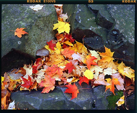 photo "rock and leafs" tags: landscape, nature, autumn, flowers