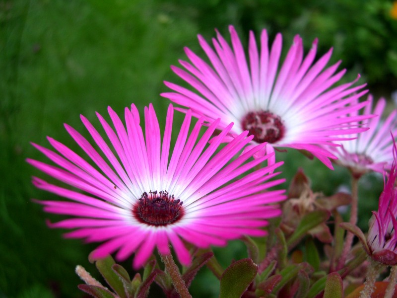 photo "Flower" tags: macro and close-up, nature, flowers
