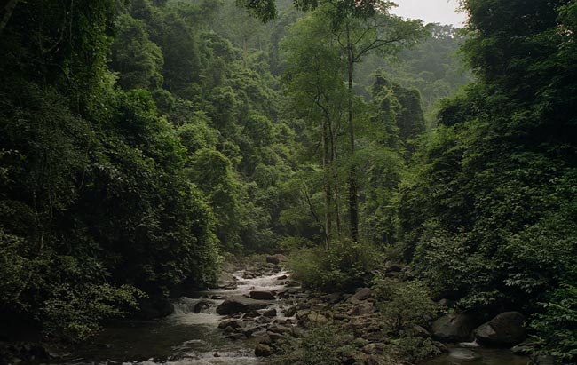 photo "Thailand - Kaeng Krachan rainforest" tags: landscape, nature, forest