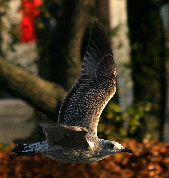 photo "Flight" tags: misc., nature, wild animals