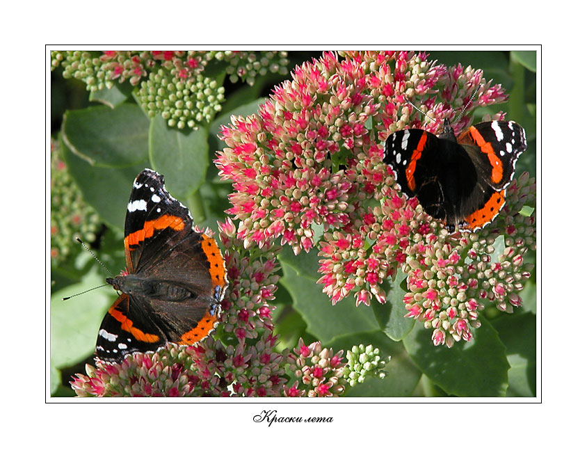 photo "Paints of summer" tags: nature, macro and close-up, insect