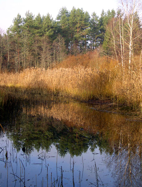 photo "Fall sketch" tags: landscape, autumn