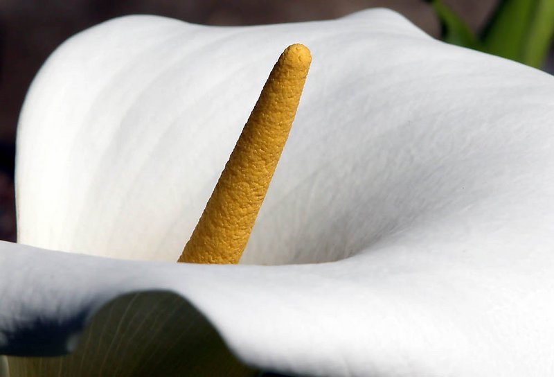 photo "calla lily" tags: nature, flowers