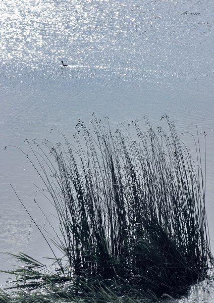 photo "Untitled photo" tags: nature, landscape, water