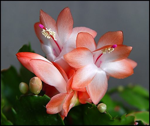 фото "Cactus Flower" метки: природа, макро и крупный план, цветы