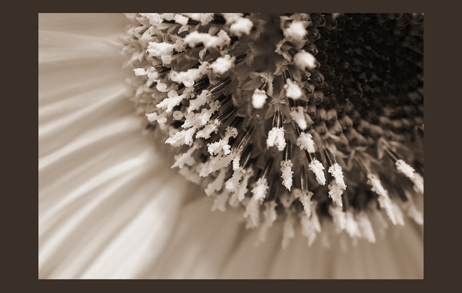 photo "...sunflower 2 abstract..." tags: nature, macro and close-up, flowers