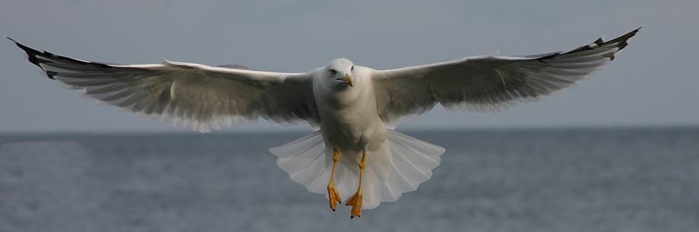 photo "Seagull" tags: nature, wild animals