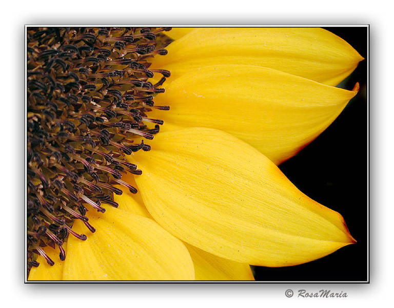 фото "Sunflower" метки: природа, цветы