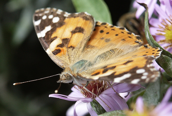 photo "..." tags: macro and close-up, nature, insect