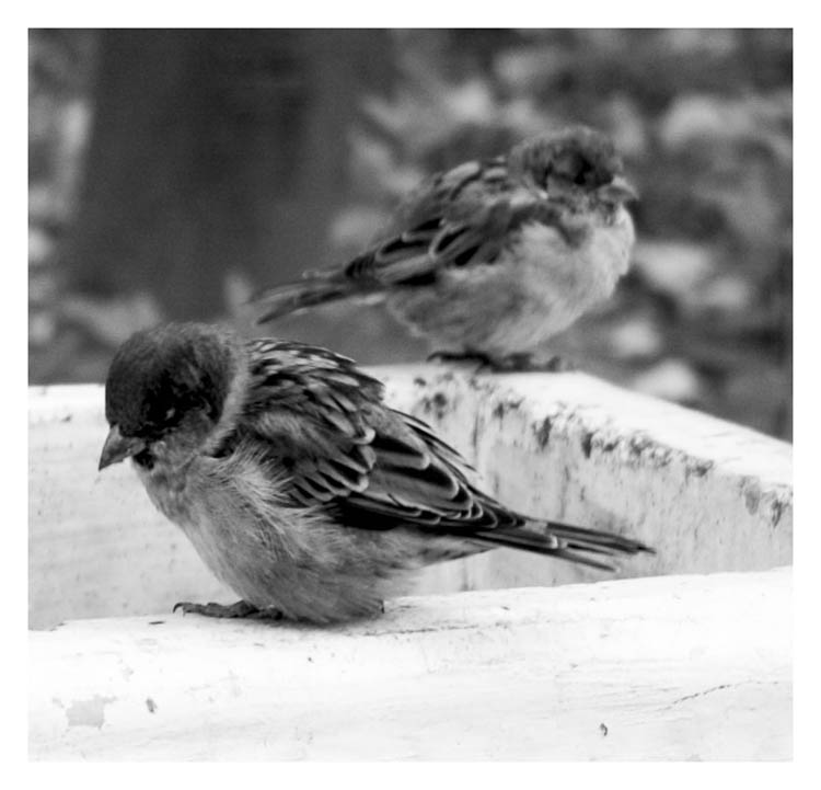 photo "Sparrow insults" tags: genre, black&white, 