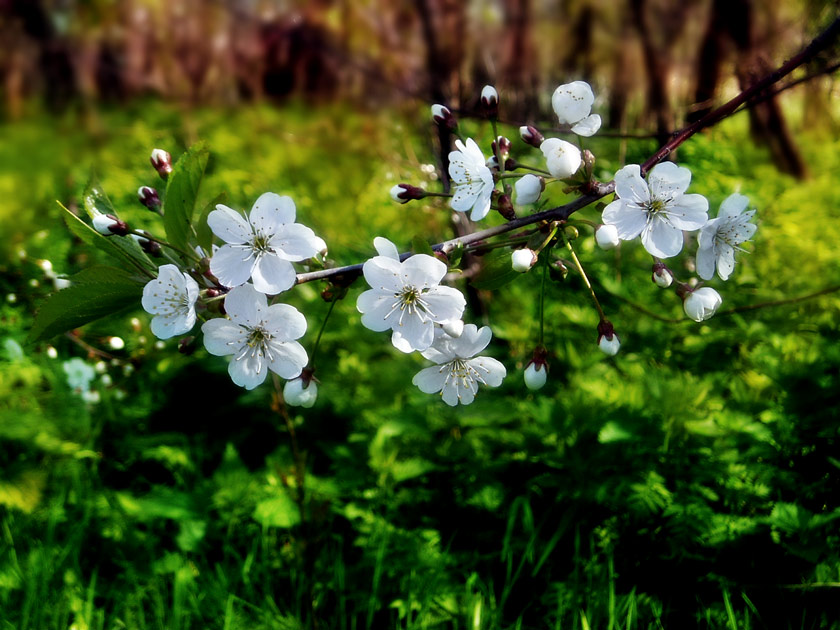 Белый шиповник фото. Spring classic. Цветок яблони чашелистики. Last spring. Белый шиповник картинки.