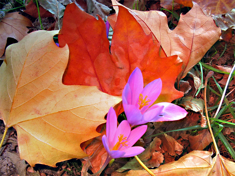 photo "OTONO" tags: nature, flowers